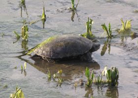 Western Caspian Turtle (Mauremys cf. rivulata)